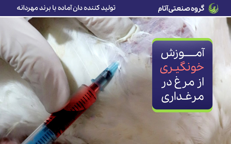 آموزش خونگیری از مرغ در مرغداری